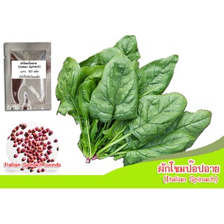 ผักโขม (Italian Spinach) / 120 เมล็ด ผักโขมป๊อปอาย อิตาเลี่ยนสปิแนช ผักโขมอบชีส ผักโขมอิตาลี เมล็ดผักโขมป๊อปอาย