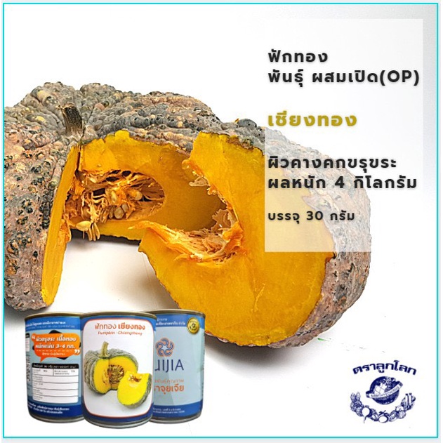 ฟักทอง🔥 เชียงทอง🔥  เนื้อสีทอง 🔥 ผิวขรุขระ 🔥 ลูำกใหญ่ ๆๆๆๆ 🔥สิ้นอายุทำพันธุ์   06 / 69🔥