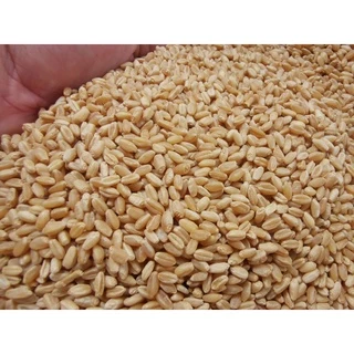 เมล็ดข้าวสาลีราคาถูก (1 กก.) ราคาถูกเกรดนำเข้า Australian Wheat หญ้าแมว อัตราการงอกสูง 98% +