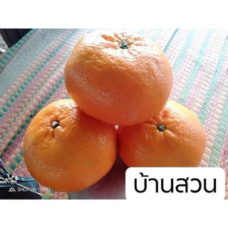 ต้นส้มเมอร์คอร์ทแมนดาริน