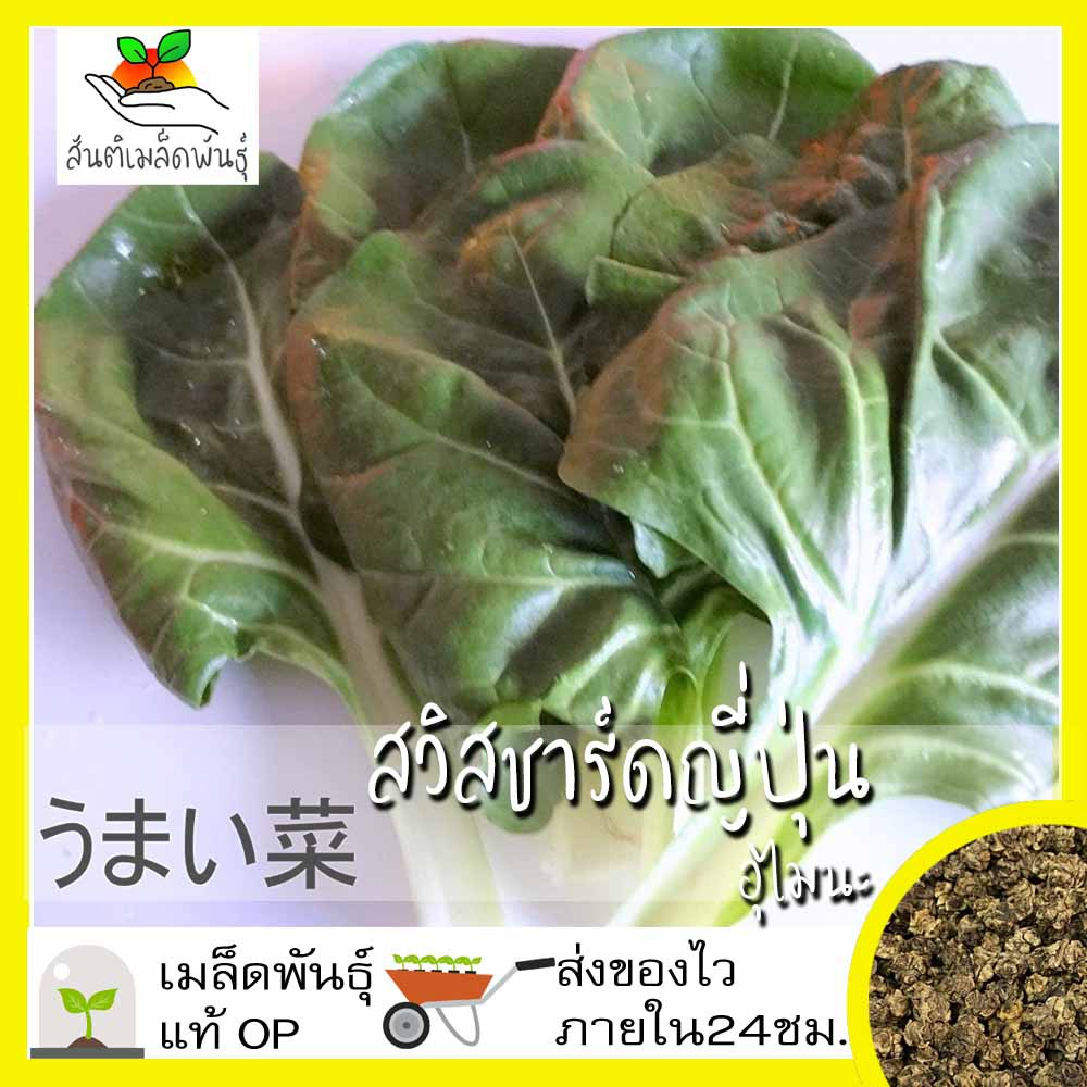 เมล็ดพันธุ์ สวิสชาร์ด ญี่ปุ่นอุไมนะ 70 เมล็ด Umaina Swiss Chard Seed เมล็ดพันธุ์แท้ นำเข้าจากต่างประเทศ ปลูกผัก สวนครัว
