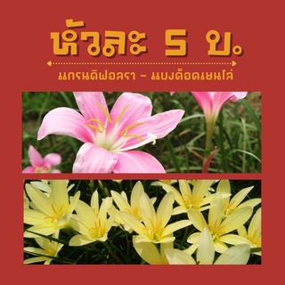 บัวดินหัวละ5บาท-แกรนดิฟอลรา(ชมพู) แบงค็อคเยนโล่(เหลือง)