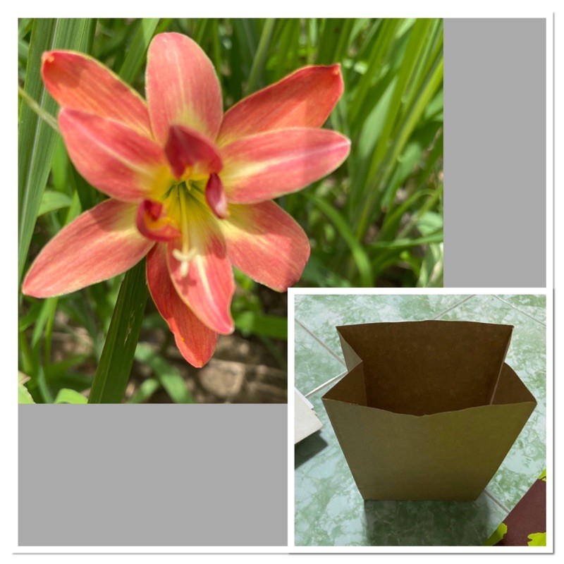 97ป.หัวดอกบัวดิน Tangerine Dream หัวละ 50 บาท