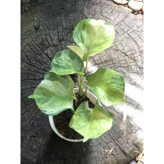 พลูแอปเปิ้ล Epipremnum Aureum