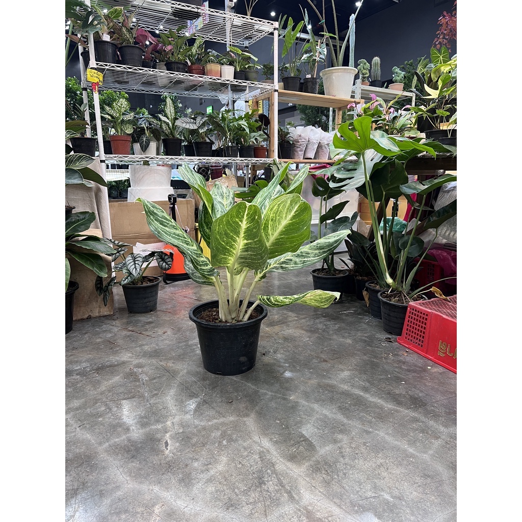 มุมมอง 3