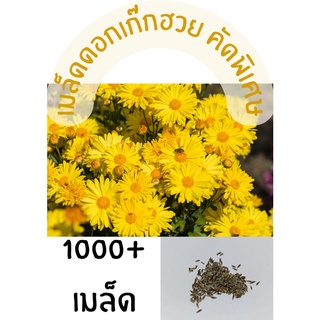 เมล็ดพันธุ์ดอกเก๊กฮวย คัดพิเศษ 1000+ เมล็ด