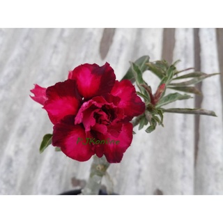 ม่วงไอที ต้นชวนชมไม้สีฮอลแลนด์ ดอกซ้อน adenium desert rose plant