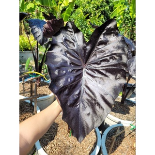 Colocasia Black Coral