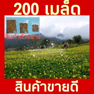 ถั่วบราซิล เมล็ดพันธุ์ **บรรจุ 200 เมล็ด** ทนแล้ง ปลูกแทนหญ้า กำจัดวัชพืช ทนแล้ง ช่วยบำรุงดิน แต่งสวน รักษาความชื้นในดิน