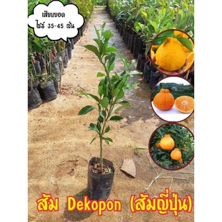 ส้มเดโกปอง (ส้มสายพันธุ์ญี่ปุ่น) เป็นส้มที่มีรสชาติดี ติดอันดับของญี่ปุ่น