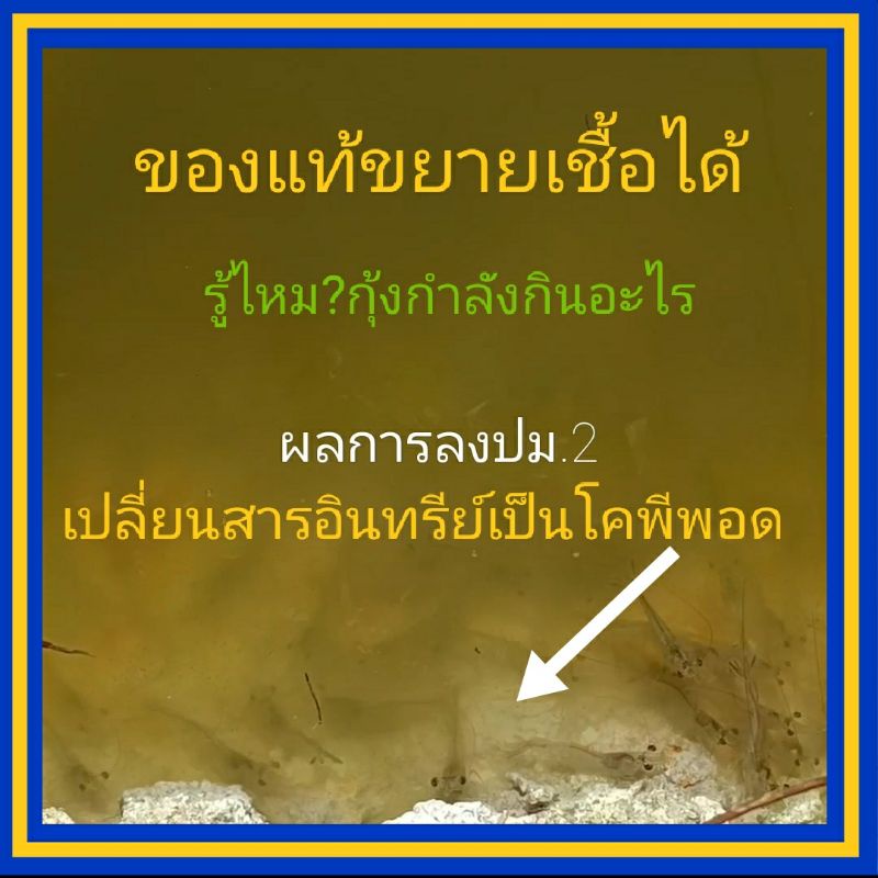 จุลินทรีย์ปม. 1ซอง100กรัม ปม.2 ของแท้มีBSN1 จุลินทรีย์น้ำใส จุลินทรีย์ตู้ปลา จุลินทรีย์บำบัดน้ำเสีย 