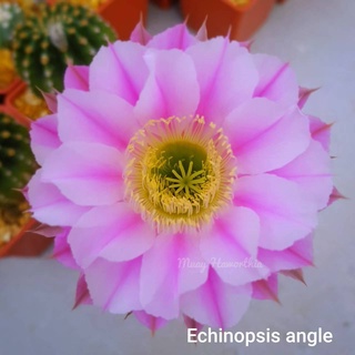 Cactus Echinopsis pink angle R009