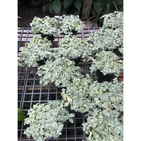 พรมออสเตรเลีย Nerve plant