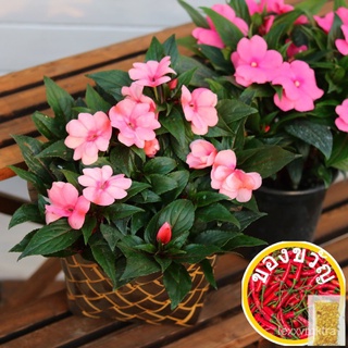 เมล็ด Impatiens Balsamina 200Pcs เมล็ดพันธุ์สวยบ้านคุณภาพสูงสวนระเบียงรายการตกแต่งเมล็ดพันธุ์สดจริง ALKU