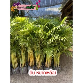 ต้น หมากเหลือง สูง 90-100 cm.ไม้ฟอกอากาศ ไม้ประดับ พุ่มใหญ่ กอหนาสวย พร้อมส่ง สำคัญกรุณาสั่งซื้อในเวลา12:00น.-00:00น.