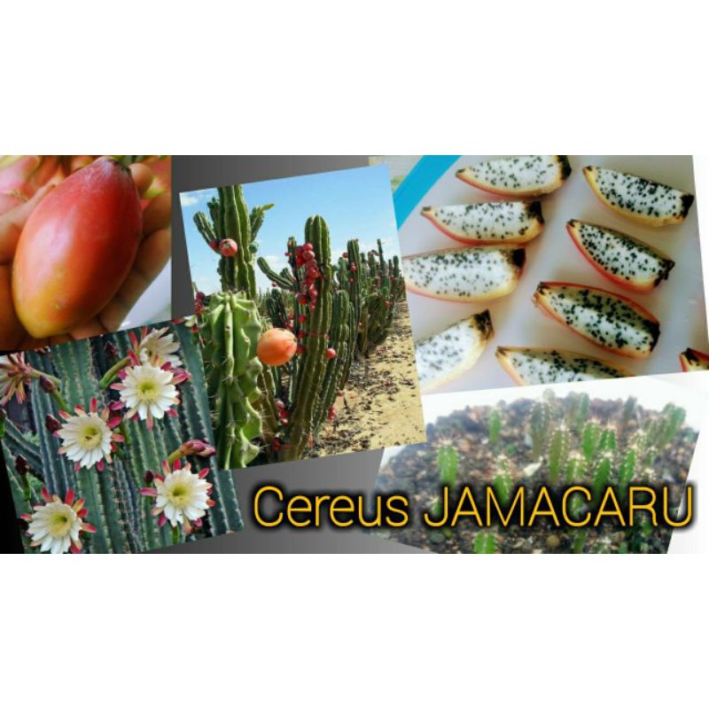 เมล็ดกระบองเพชร Cereus JAMACARU