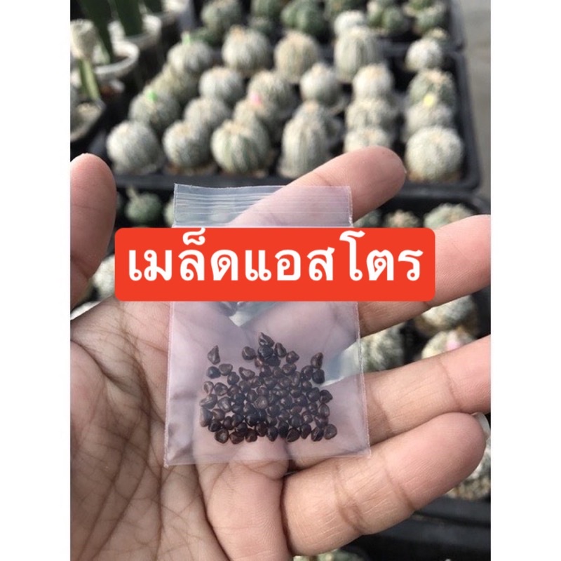 เมล็ดแคคตัส เมล็ดแอสโตร มีหลายแบบ