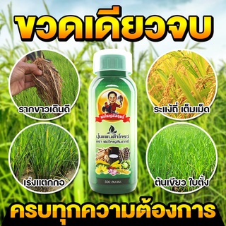 แก้ปัญหาข้าวใบเหลือง เพิ่มน้ำนมข้าว เริ่งการเจริญเติบโตของข้าวลดต้นทุน เพิ่มผลผลิต ต้องปุ๋ยน้ำแพนต้าโกรว์