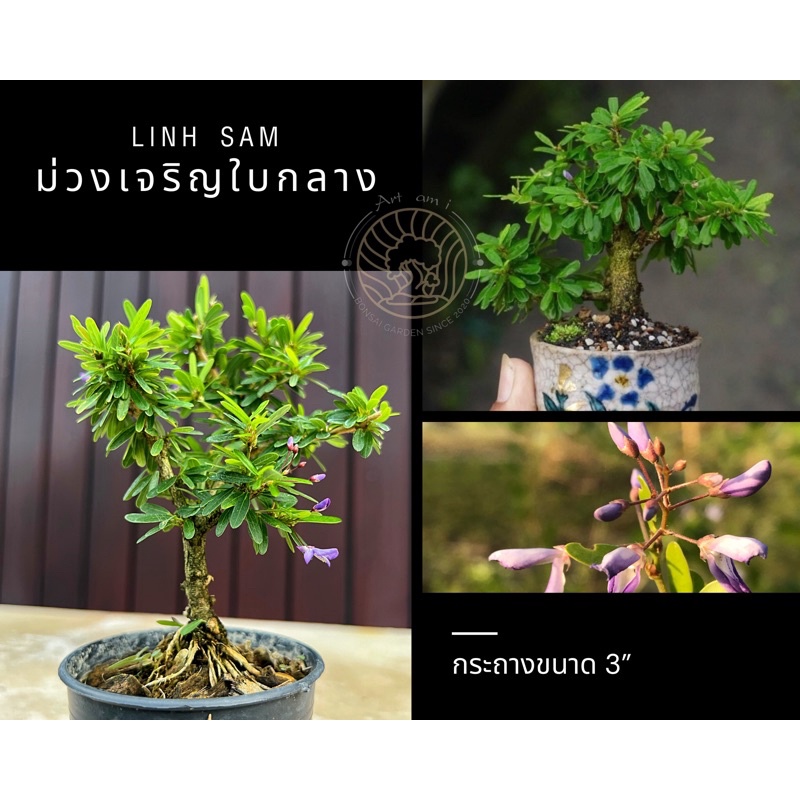 หลินซานใบกลาง/ม่วงเจริญใบกลาง [Linh Sam] 💟บอนไซจิ๋ว กระถาง 3-4”นิ้ว