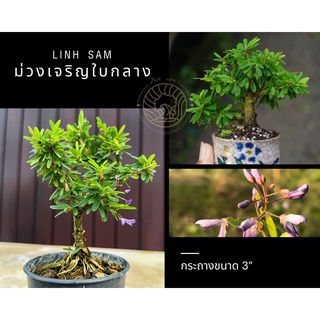 หลินซานใบกลาง/ม่วงเจริญใบกลาง [Linh Sam] 💟บอนไซจิ๋ว โชว์ราก กระถาง 3”