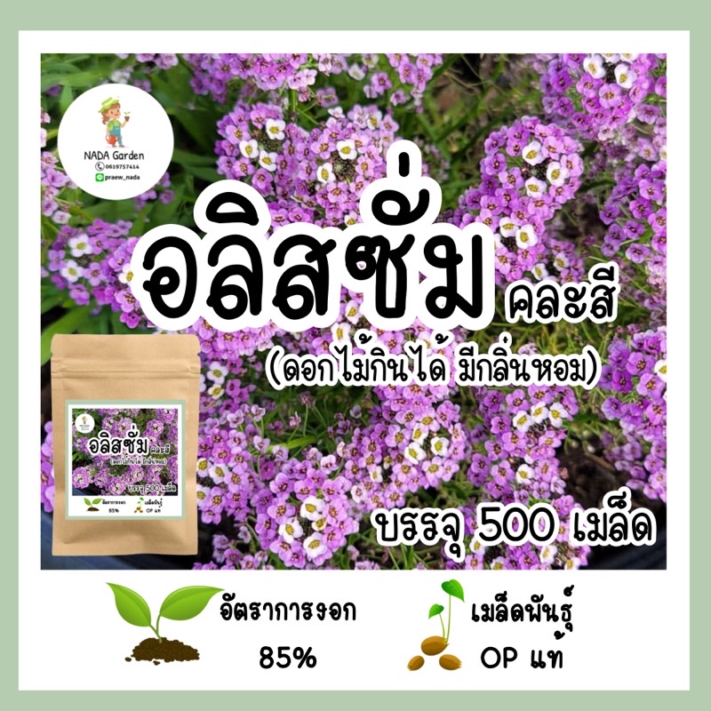 เมล็ดพันธุ์ ดอกอลิสซั่ม คละสี (ดอกไม้กินได้มีกลิ่นหอม)500 เมล็ด เมล็ดพันธุ์ OP แท้