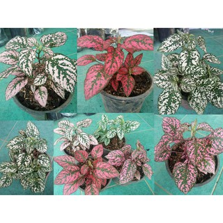 ขายต้นละอองดาวกระถ่าง5"  ไฮโพเอสเทส (Hypoestes)