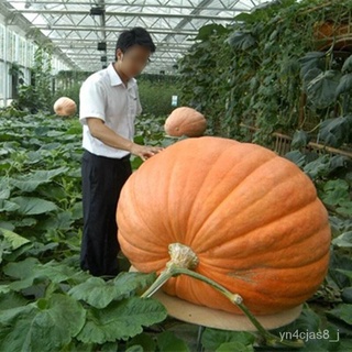 （อัตราการปลูกสูง）เมล็ดพันธุ์ ฟักทองยักษ์ (Pumpkin Seed) บรรจุ 10 เมล็ด ของแท้ 100%(เมล็ดพันธุ์พืช พรรณไม้ ต้นไม้  พันธุ์