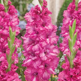 แกรนดิโอลัส (Gladiolus) หรือดอกซ่อนกลิ่นฝรั่ง สีชมพู 10หัว/ชุด