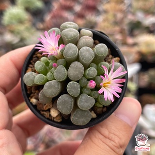 Frithia Humilis ไม้อวบน้ำ กุหลาบหิน Cactus&amp;Succulent หลากหลายสายพันธุ์