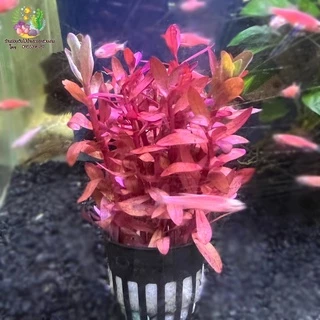 แอมโมเนีย(พอส) Ammannia senegalensis🌱🐠