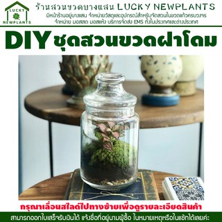 สวนในขวดแก้ว ชุด DIY ขวดแก้วฝาจุกโดม กรุณาอ่านรายละเอียดก่อนกดสั่งซื้อ