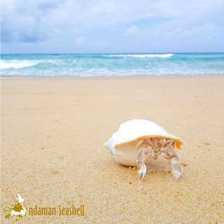 Andaman seashell  แก้วเป่าติดเปลือกหอย รูปปูเสฉวน ติดเปลือกหอยกระต่าย (Phalium glaucum) ไซส์ A