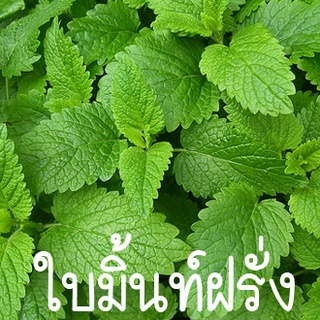 ใบมิ้นท์ฝรั่ง🎯ถูกที่สุด10 บ.📌เมล็ดพันธุ์ใบมินท์ฝรั่ง 50 เมล็ด🎈งอกง่าย🌱โตไว☘️พุ่มใหญ่🌱หอมสดชื่น