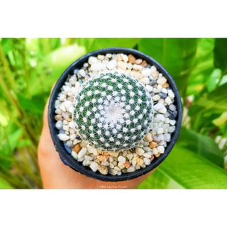 แมมนกฮูก ลูกผสม แมมมิลลาเรีย เพอเบลล่า (Mammillaria perbella hybrid) แคคตัส