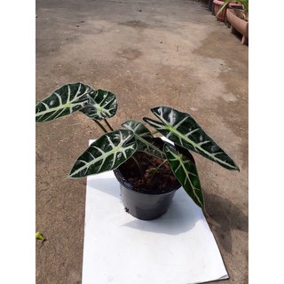 แก้วสารพัดนึก หรือ Alocasia Sanderiana