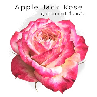 R32 Apple Jack Rose กุหลาบ แอปเปิ้ลแจ๊ค งานถุงขาว