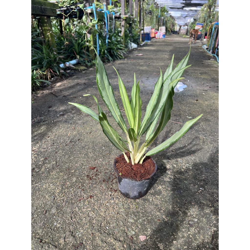 มุมมอง 3