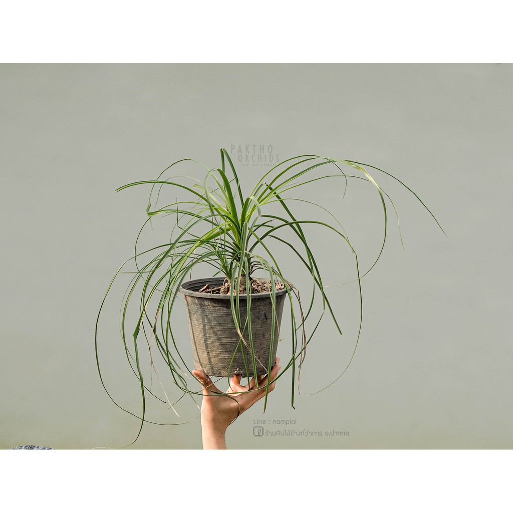 Ponytail Palm /หัวโต/แส้ม้า/แส้หางม้า