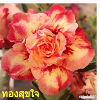 12 เมล็ด เมล็ดพันธุ์ ชวนชม สายพันธุ์ไต้หวัน ดอกสีส้ม Adenium Seeds