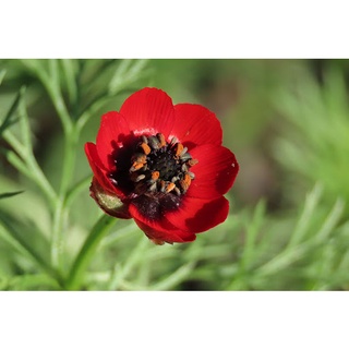 เมล็ดพันธุ์ อโดนิส Adonis aestivalis pheasants eye 50 เมล็ด เมล็ดพันธุ์นำเข้าจาก ยุโรป อัตราการงอก 90 %