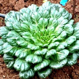 150 เมล็ด กวางตุ้งดอกไม้ไฟ​ Tatsoi​