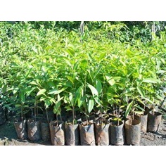 ผักติ้ว 20-30เซน(ชุด10ต้น250บาท)