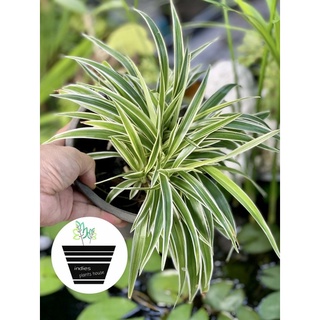 ต้นเศรษฐีเรือนนอก Spider Plant