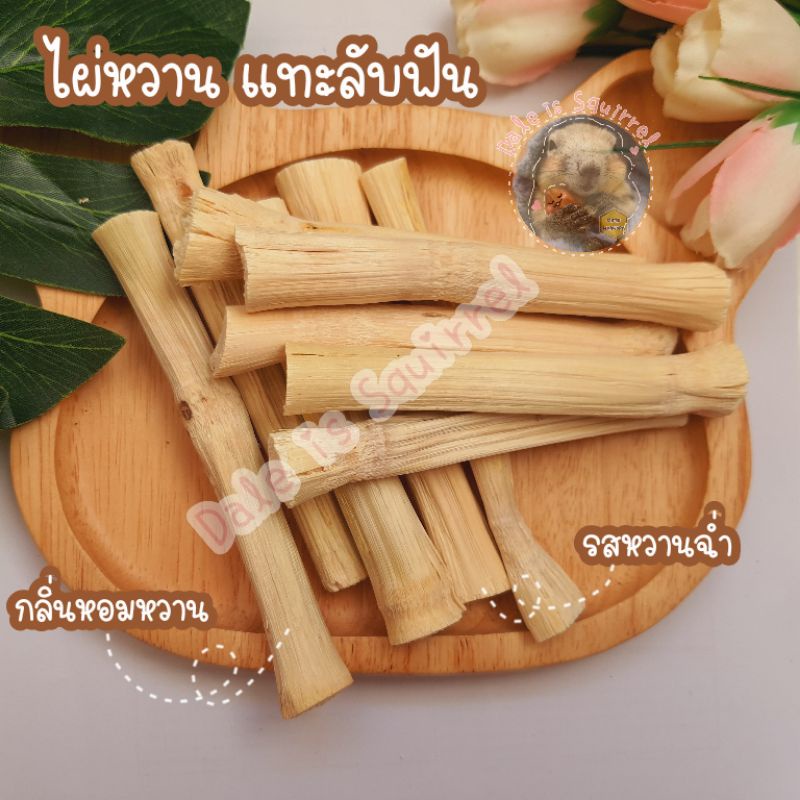 ไผ่หวาน แทะลับฟัน สำหรับสัตว์ฟันแทะ กระรอก กระต่าย ชูการ์ไกรเดอร์ หนู