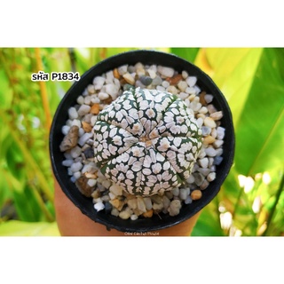 แอสโตรไฟตั้ม แอสทีเรียส ซุปเปอร์คาบูโตะ (Astrophytum asterias super kabuto) แอสโตรไฟตัม