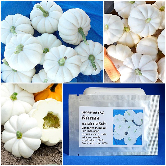 เมล็ดพันธุ์ ฟักทอง แคสเปอริต้า (Casperita Pumpkin F1 Seed) บรรจุ 5 เมล็ด คุณภาพดี ของแท้ 100%