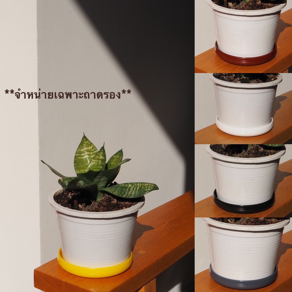 ถาดรองกระถาง ต้นไม้ ขนาด 5 นิ้ว พลาสติก อย่างดี
