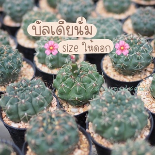 แคคตัส บัลเดียนั่ม ไม้เมล็ด size ให้ดอก 🌸 ขนาดหัว 4.5 cm ขึ้นไป