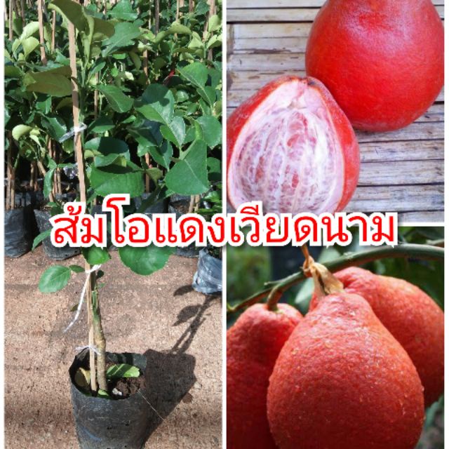 ต้นส้มโอ (Pomelo) พันธุ์ เวียดนามแดง ลำต้นสูง 60-80 ซม (ทาบกิ่ง) พร้อมให้ผลไว ลำต้นใหญ่แข็งแรง สายพันธุ์แท้ รับประกัน