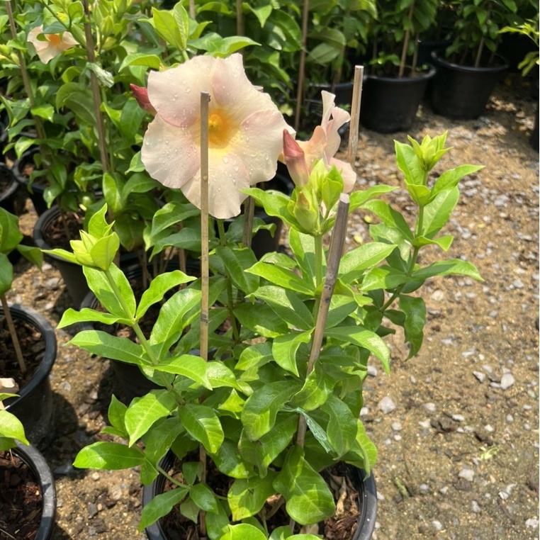 ต้นบานบุรี กระถาง 5-6 นิ้ว – Golden Trumpet Vine